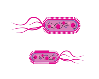 e.coli-jp
