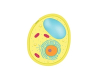 yeasts-jp